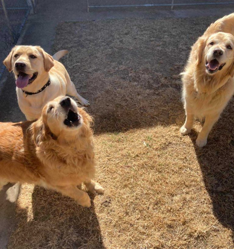 Dog & Doggy Daycare Yarrambat, Doreen, Eltham, Epping, Mernda, Millpark