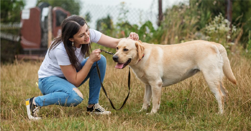 Guide for First Time Boarders Yarrambat Kennels & Cattery