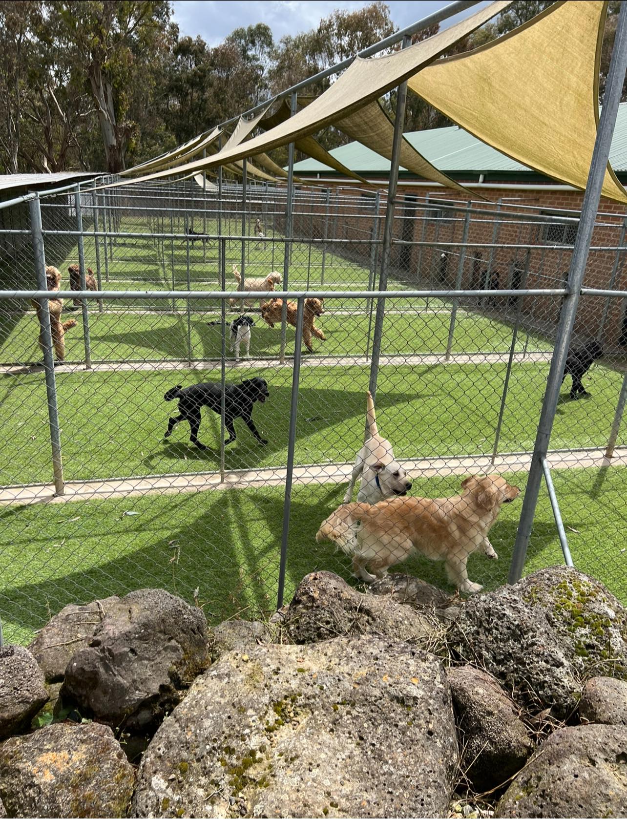 Dog Boarding Melbourne Yarrambat Kennels & Cattery