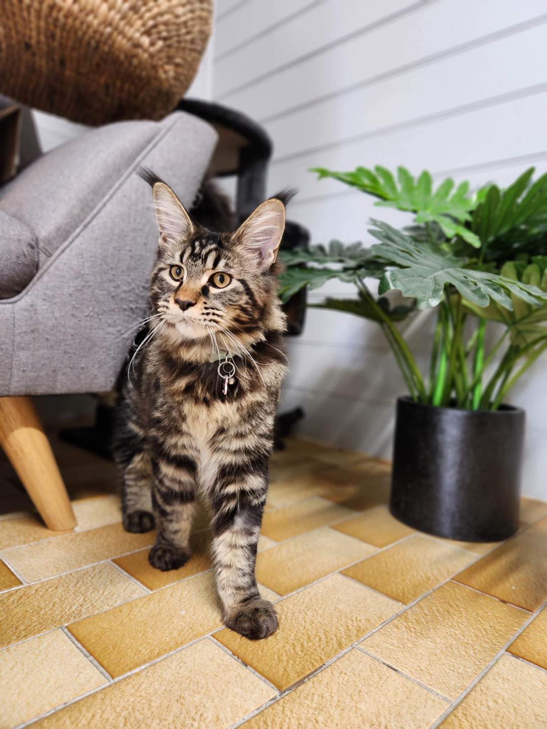 Pet Boarding Melbourne Yarrambat Kennels & Cattery