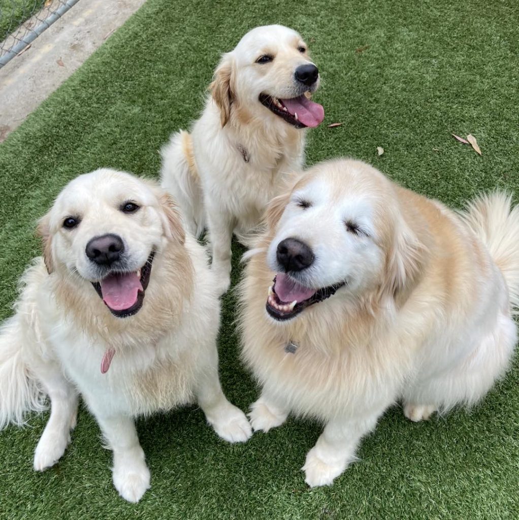 Pet Boarding Melbourne Yarrambat Kennels & Cattery