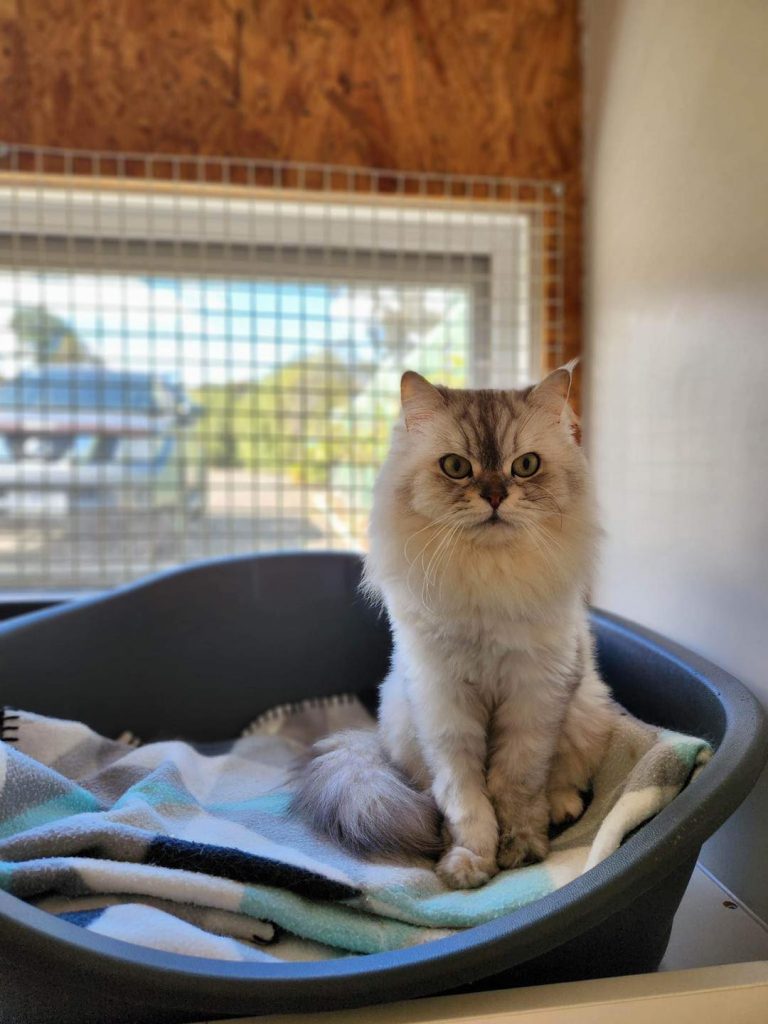 Cat Boarding Melbourne Yarrambat Kennels & Cattery