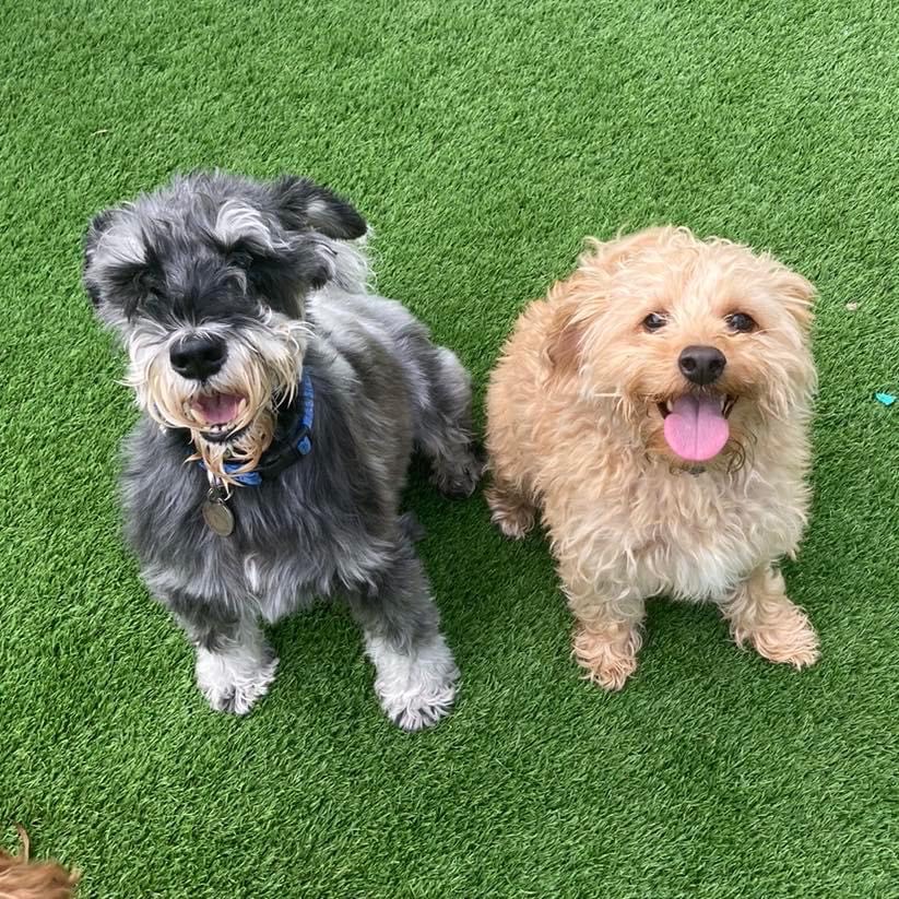 2 small dogs sitting
